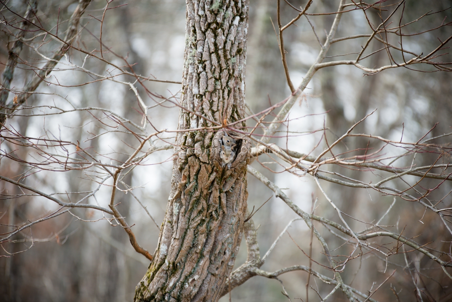 2Squirrels-ReflectionsbyChristina