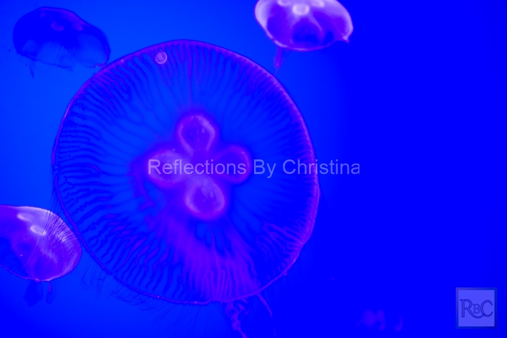 Jelly Fish