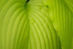 Green leaves