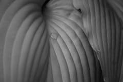 B&amp;W leaves