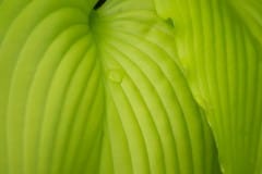Green leaves