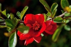Red flower on vine