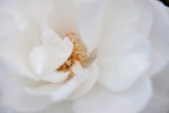 White rose