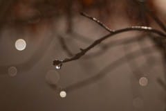 Branches full of dewdrops